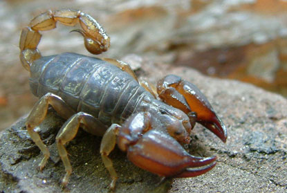 A scorpion found under a rock in eastern Australia.