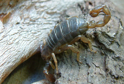 A scorpion seeking shelter - you can clearly see the four pair of legs in the second picture.