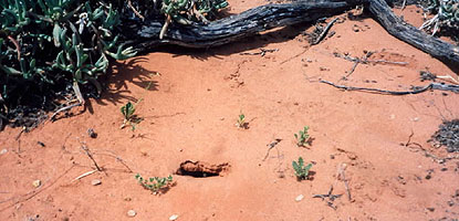 A scorpion hole in sand near Pt Augusta, South Australia.