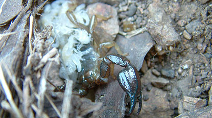 Young white scorpions on mother's back (February, eastern Australia).