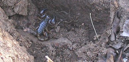 Scorpion found under rock in eastern Australia.