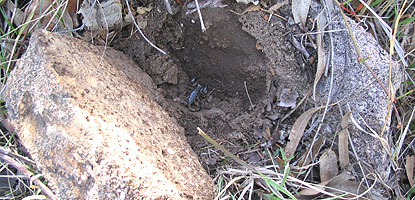 Scorpion found under rock in eastern Australia.