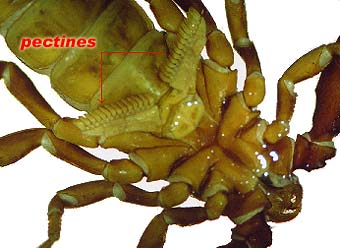 Pectines are two comb-like sensory organs on the underside of scorpions. They are sensitive to chemicals and help detect prey and potential mates.