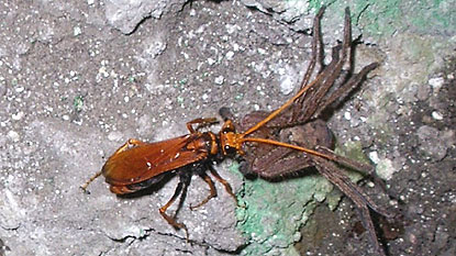 Spider wasp dragging paralysed huntsman spider back to hole in soil.