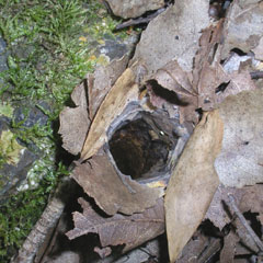 Spider hole among eucalyptus leaves in Gibraltar National Park, NSW.