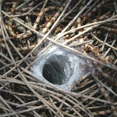 Spider hole among casuarina needles, Kangaroo Is, SA.