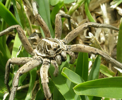 Wolf spider close up.