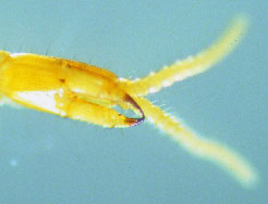 Dark-tipped jaws of a centipede found on the underside of the head.