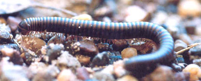 Note 2 pairs of legs on each dark-banded segment.