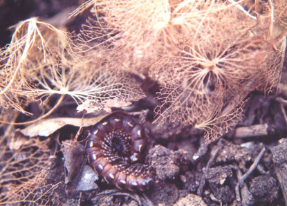 Millipede in compost. Note the skeletonised leaves where the millipede has eaten the soft part between the harder leaf veins.