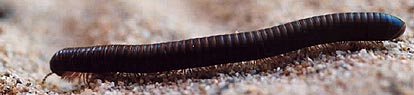 Millipede - note round shape.