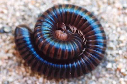 Millipede curled into a spiral when disturbed.