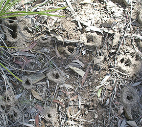 Small ant nests, with 1 too many entrances. The lower nest has been excavated after rain into a tower-like entrance.