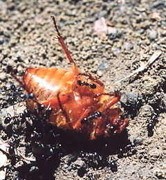 Worker ants carrying dead beetle or cockroach back to nest (1/2)