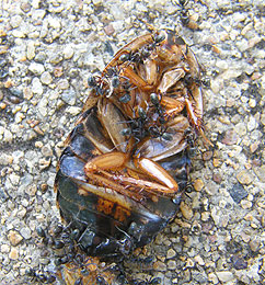 Worker ants carrying dead beetle or cockroach back to nest