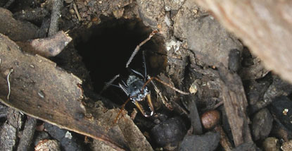 Bulldog ant nest guarded by soldier ant.