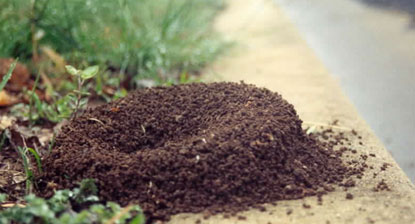 Small ant nests, with 1 too many entrances. The lower nest has been excavated after rain into a tower-like entrance.