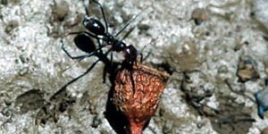 Meat ant dragging heavy gumnut.