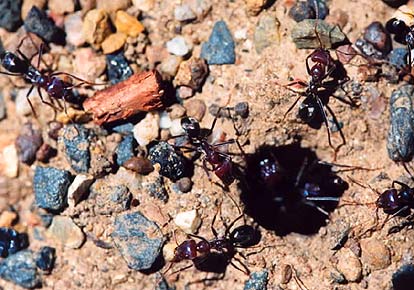 One entrance to a meat ant nest. Here worker ants have decorated the top of the nest with gravel