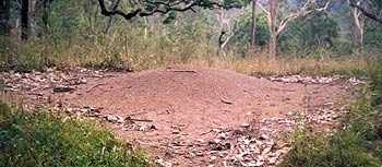 Large meat ant nest with many enterances.