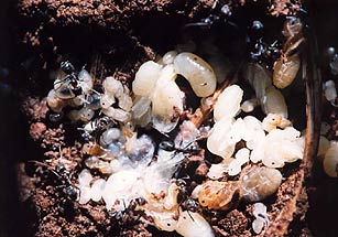 Worker ants, under a rock, rescuing larva and pupal juvenile ants when disturbed.