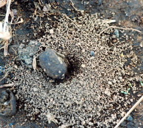 Small ant nests, with 1 too many entrances. The lower nest has been excavated after rain into a tower-like entrance.