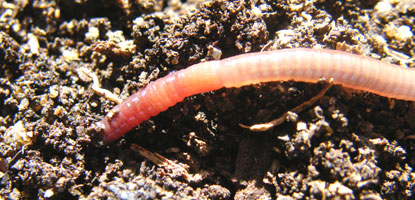 Earthworm in a compost heap.