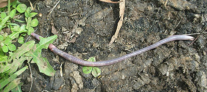 Earthworm crawling across a cow dung pat - a good food supply.