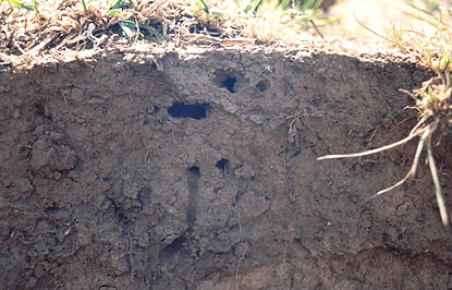 Earthworm tunnels through soil. Note the root growing along tunnel in centre of photo.