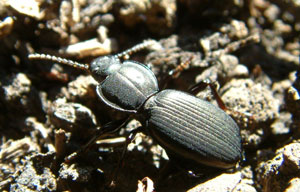 Carab (or ground) beetles hunting for prey in compost. Note the large jaws.