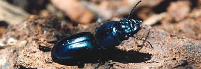 Carab (or ground) beetles hunting for prey in wood.