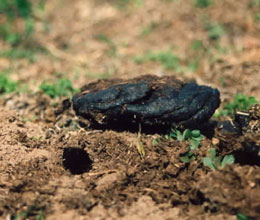 A tunnel under a dung pat.