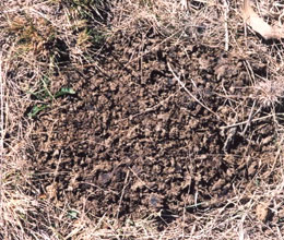 Dung beetles have completely buried the pat leaving only fragments of top of the soil.