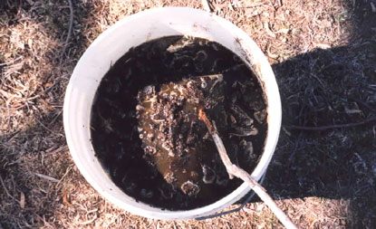 Collecting dung beetles using a bucket and stick method.