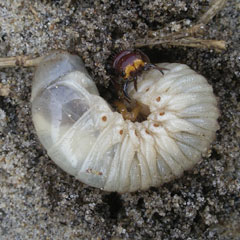 The large jaws of the flowerwasp needed to manipulate the grub.