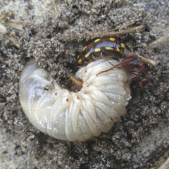 A wingless female flowerwasp burys a paralysed scarab larva.