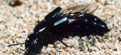 Rove beetle - note wings in lower photo which fit under the short wing cases.