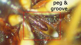 The peg and groove arrangement used to flick the click beetle upright