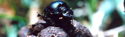 Dung beetle on sheep dung pellets. Note flanges on the head.