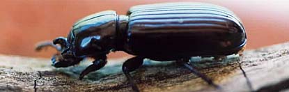 Adult Passalid beetle