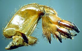 The front leg of a Mole Cricket.