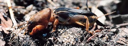 Mole cricket. Note large head to "bulldoze" its way through soil.