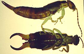 Earwigs in side and ventral view.