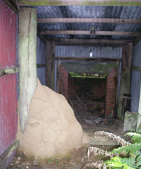 Termites taking over an old bush hut.