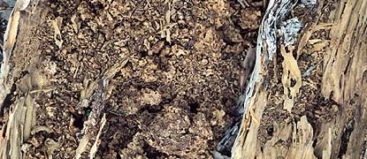 Termite excreta (carton) inside fallen tree.