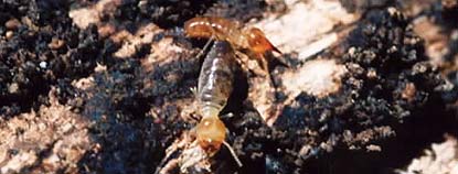 Termites in dead wood. The termite in the foreground is a worker, the other is a soldier (see below).