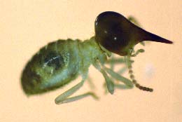 Soldier termite. This one produces a noxius chemical from its snout to repel invaders from the nest.