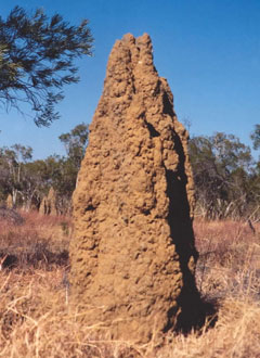 A large termite mound in western Queensland.