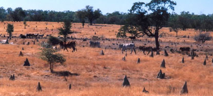 Termite mounds scattered across grassland in western Queensland.