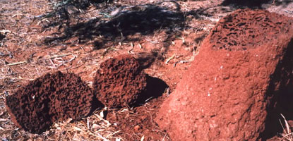 Termite mound broken open to expose galleries or tunnels throughout mound.